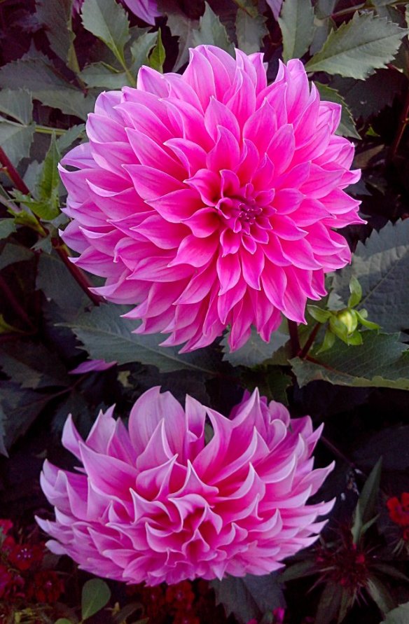 Flowers: Pink Dahlia